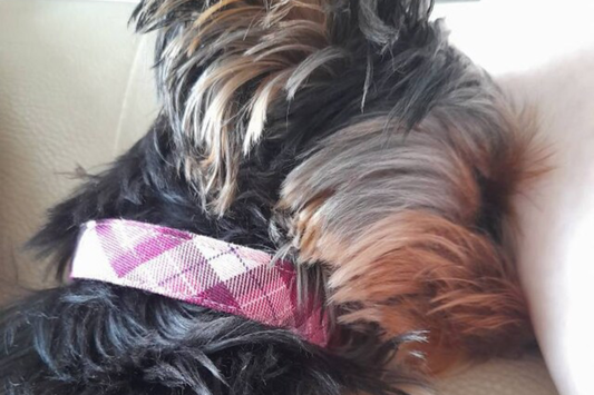 Dog Accessories: Must-Haves for Every New Dog Owner