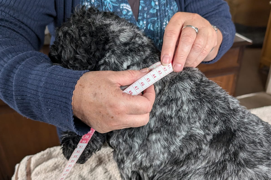 Dog wearing perfect fit Dog Collar