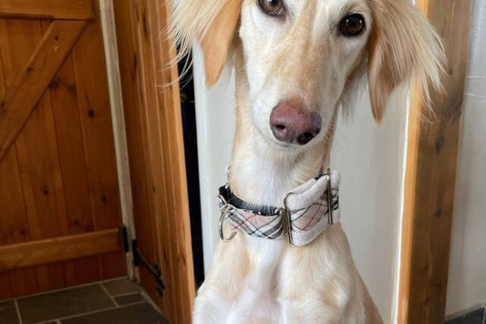 The Ultimate Guide to Martingale Dog Collars