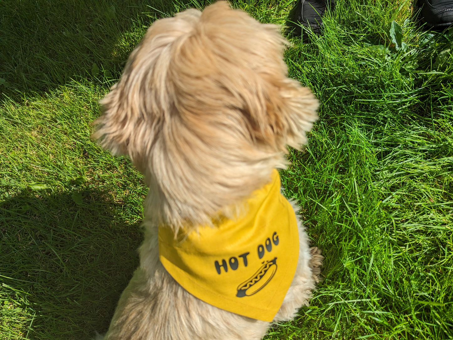 Hot Dog Bandana on Remy the Dog