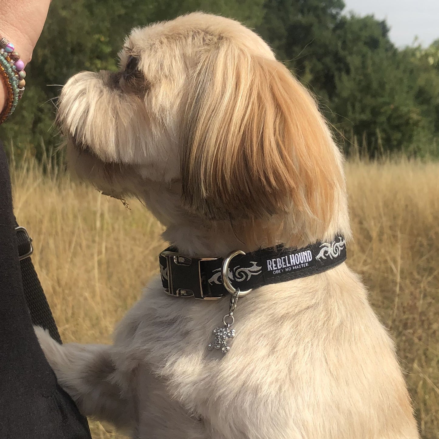 PRIMAL Tribal Dog Collar
