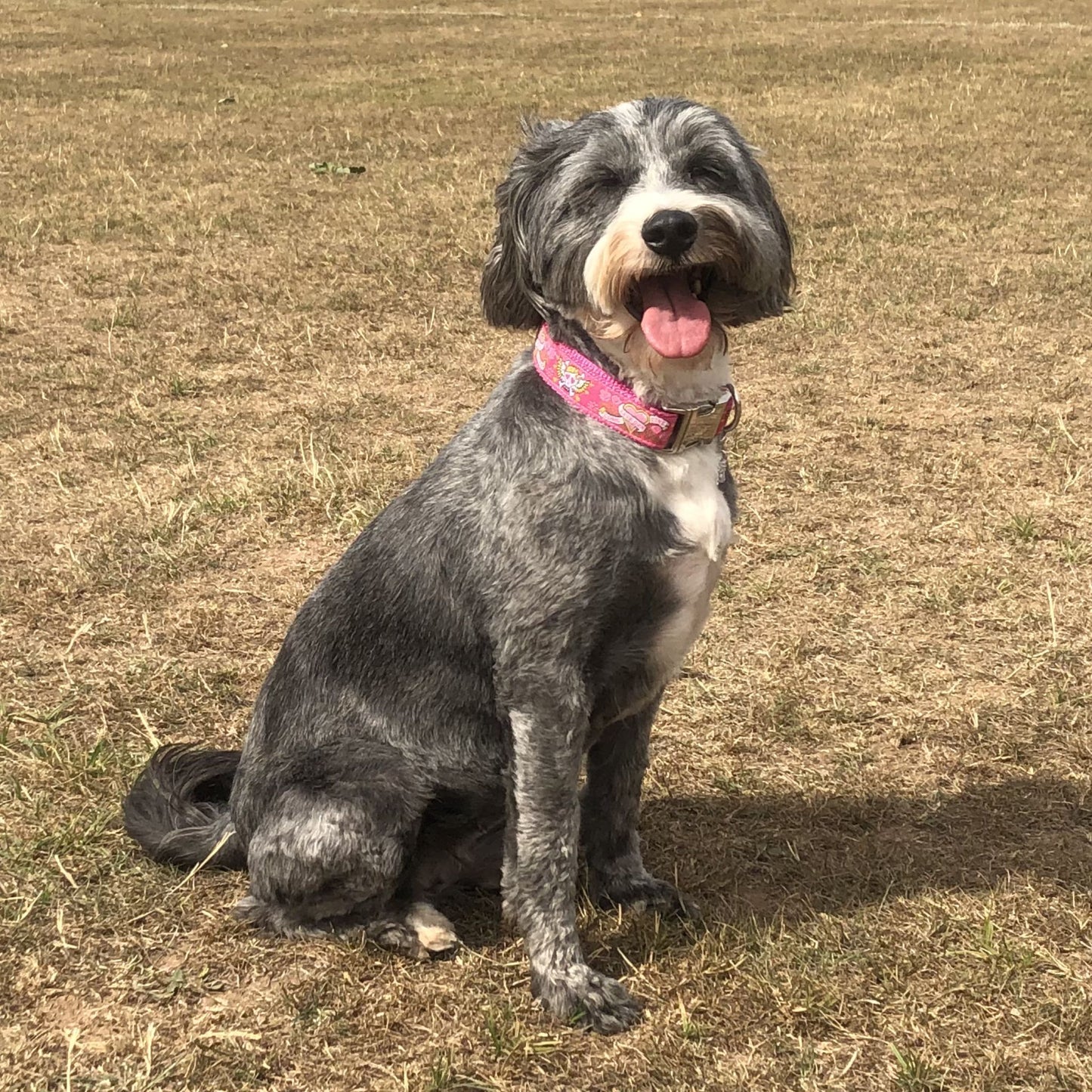 TATTOO Pink Skulls and Hearts Dog Collar