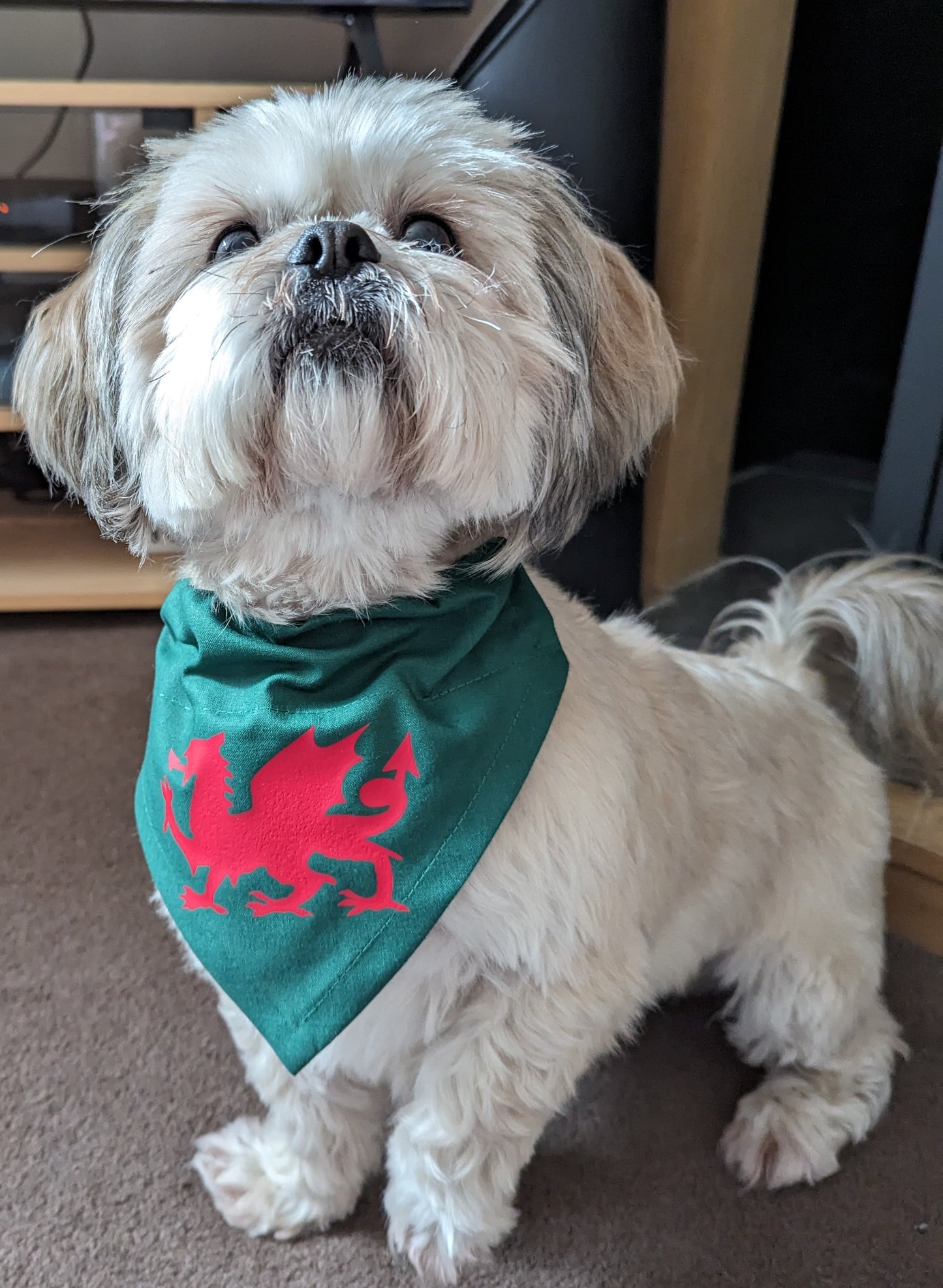 Welsh Dragon Dog Bandana on Remy the Dog