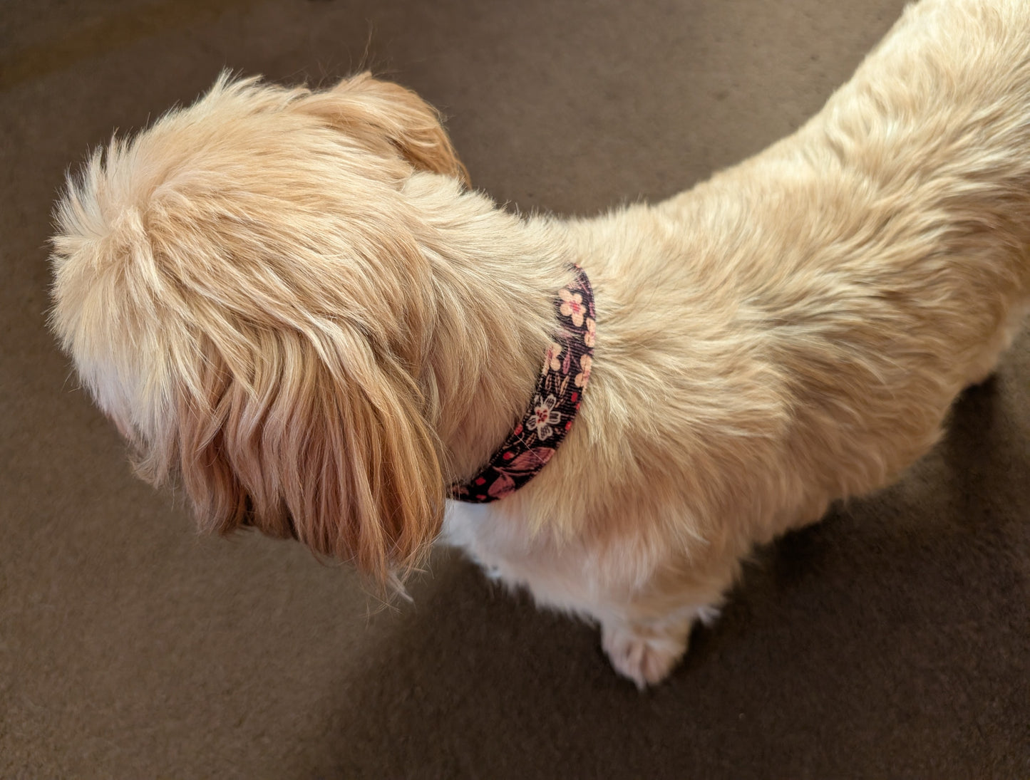 Brown Berries And Flowers Dog Collar