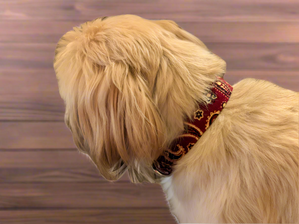 Burgundy Paisley Dog Collar