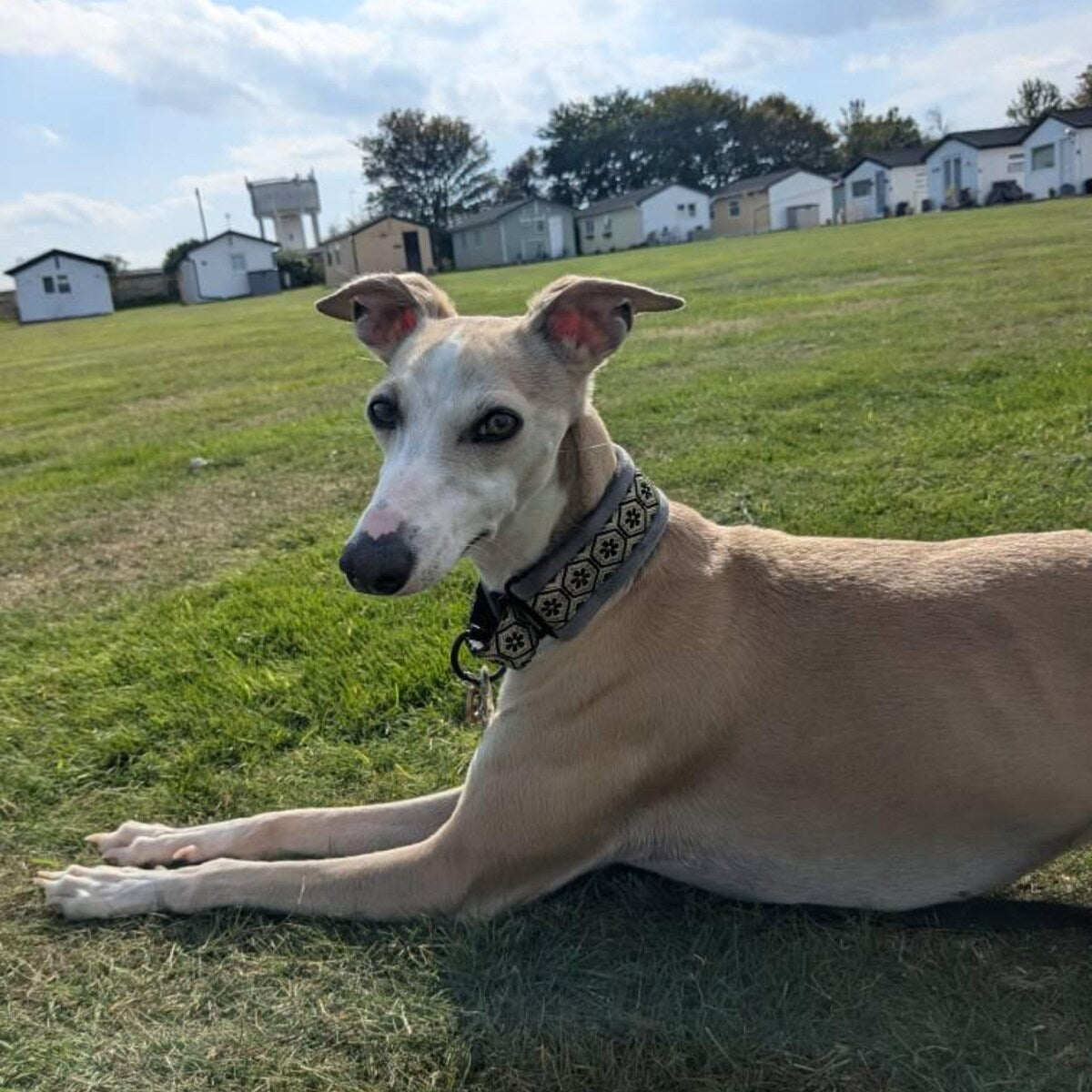 Dark Grey Diara Velvet Lined Martingale/Half-check Dog Collar