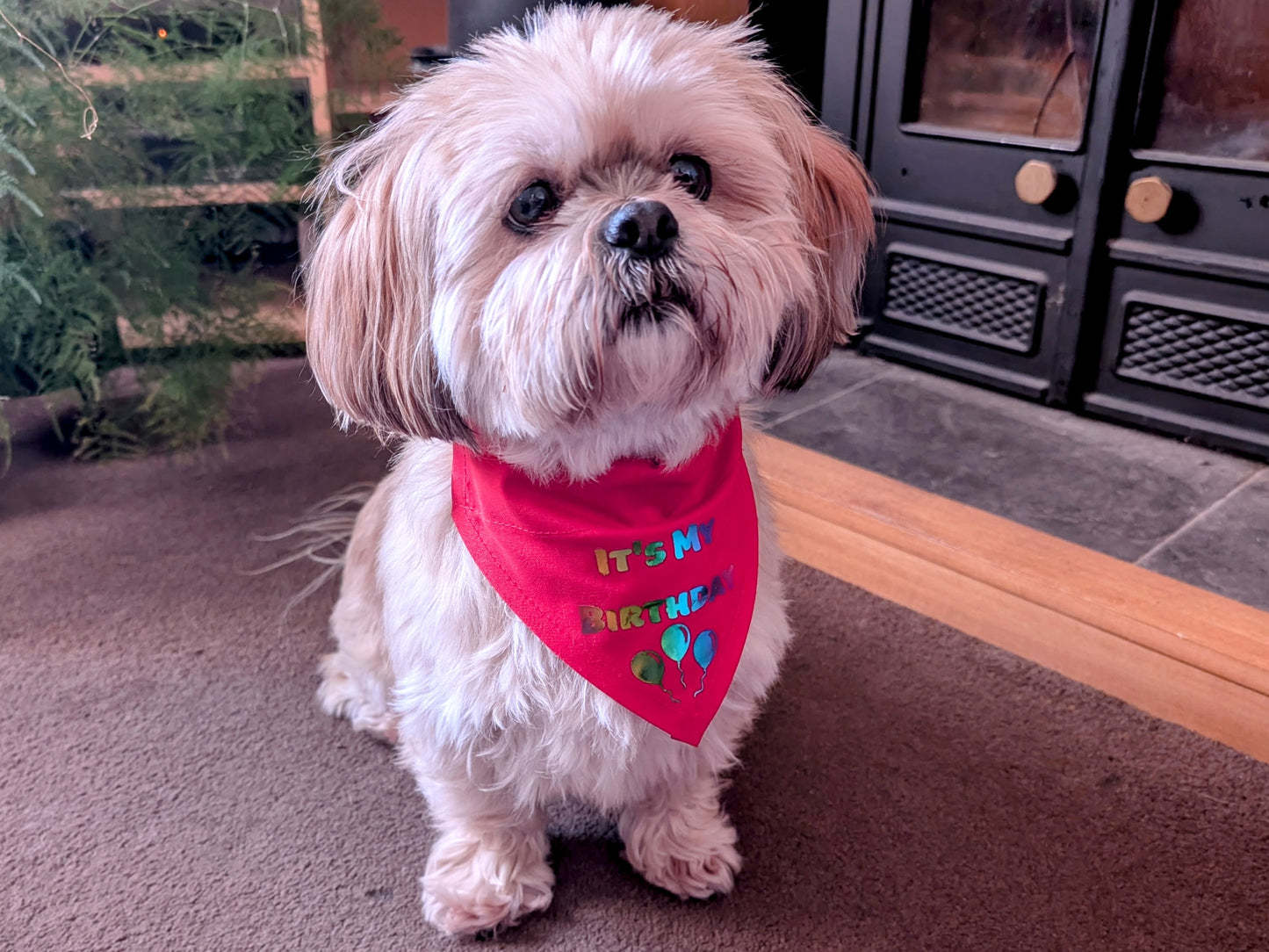It's My Birthday Dog Bandana