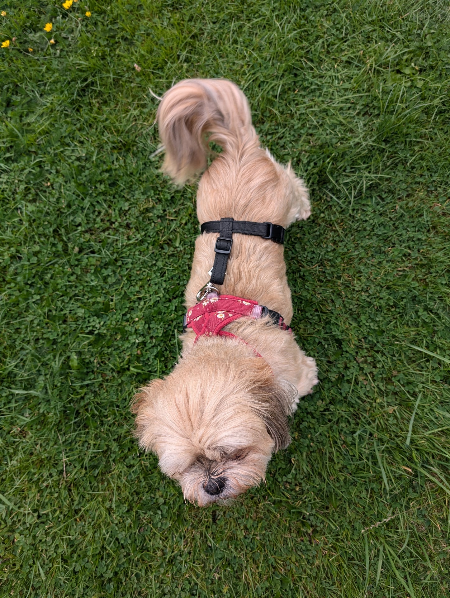 No Escape Harness Attachment on Remy the Dog