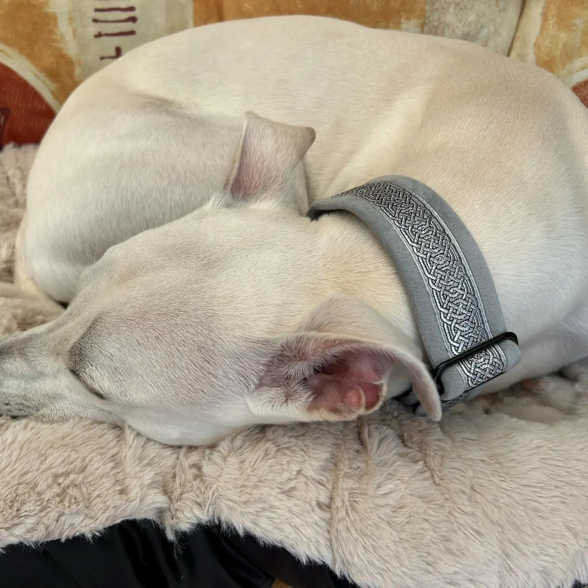 Silver Grey Celtic Velvet Lined Martingale/Half-check Dog Collar