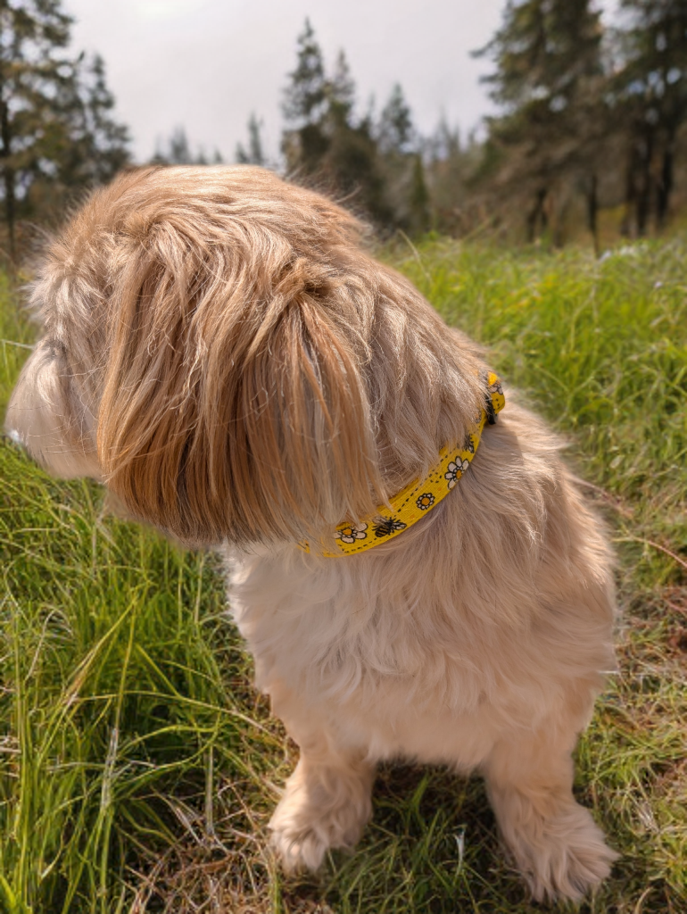 Yellow Bee Small Dog/Puppy Collar