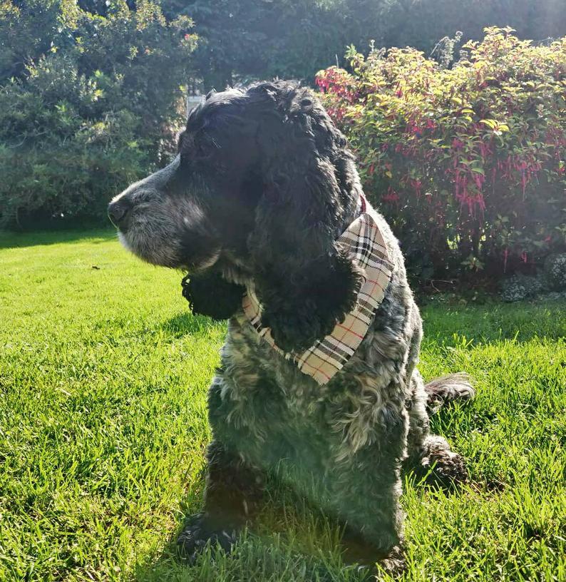 Camel Check Dog Bandana on Biggles the Dog