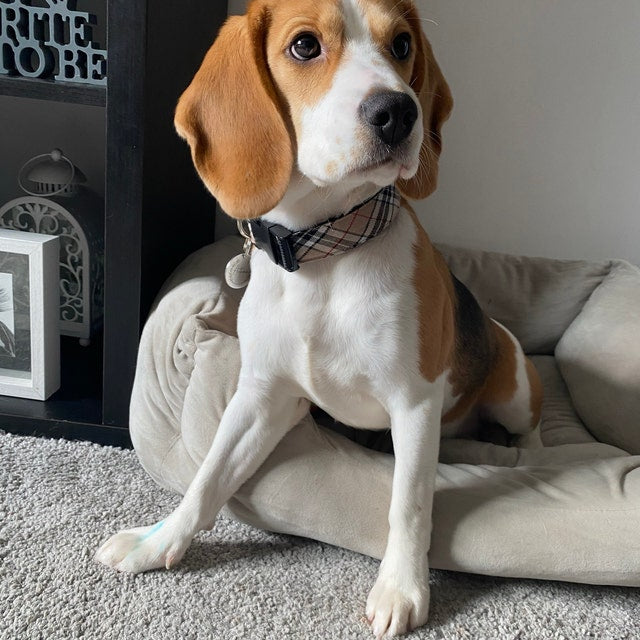 Camel Check Dog Collar on Dog