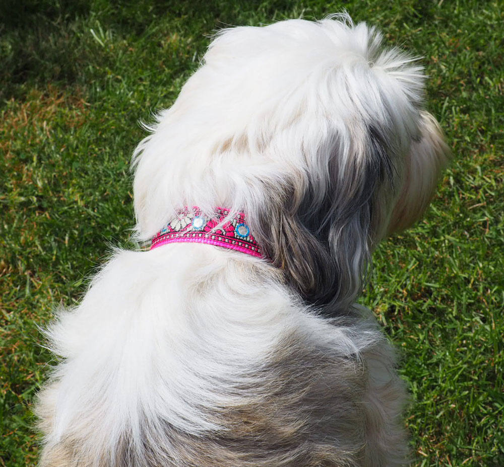 Cerise Mirrored Dog Collar On Dog