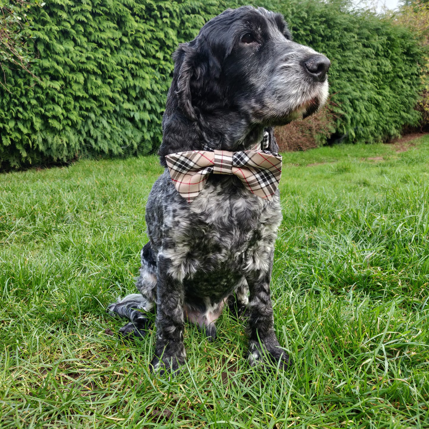 Camel Check Dog Bow Tie on Biggles the Dog