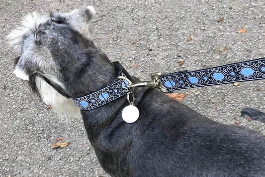 A Complete Guide to Dog Walking Essentials: What Every Dog Owner Needs