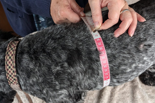 How to Measure Your Dog for the Right Harness Size