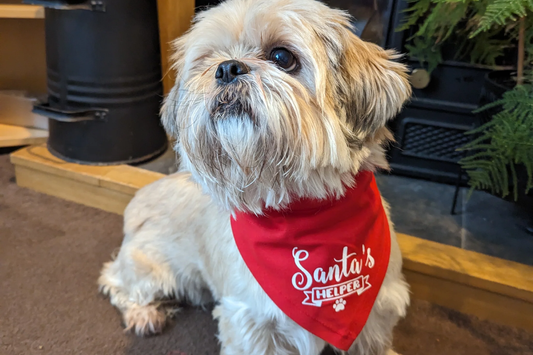 Special Occasion Dogwear: Bandanas, Bow Ties, and Accessories for Celebrations