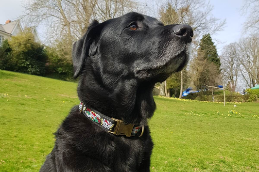 The Ultimate Guide to Choosing the Right Dog Collar: Materials, Styles, and Sizes Explained