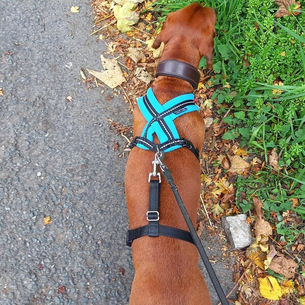 No Escape Dog Harness Attachment
