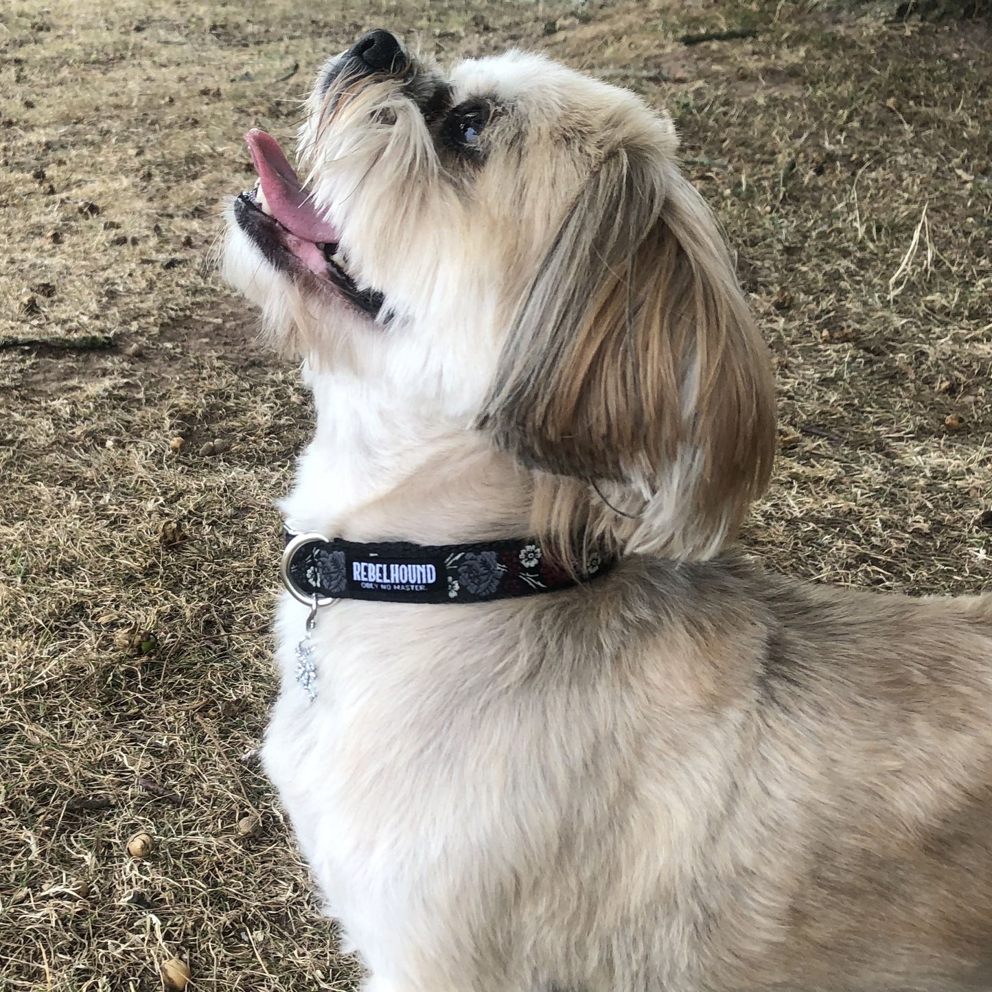 GOTHIC Roses Dog Collar