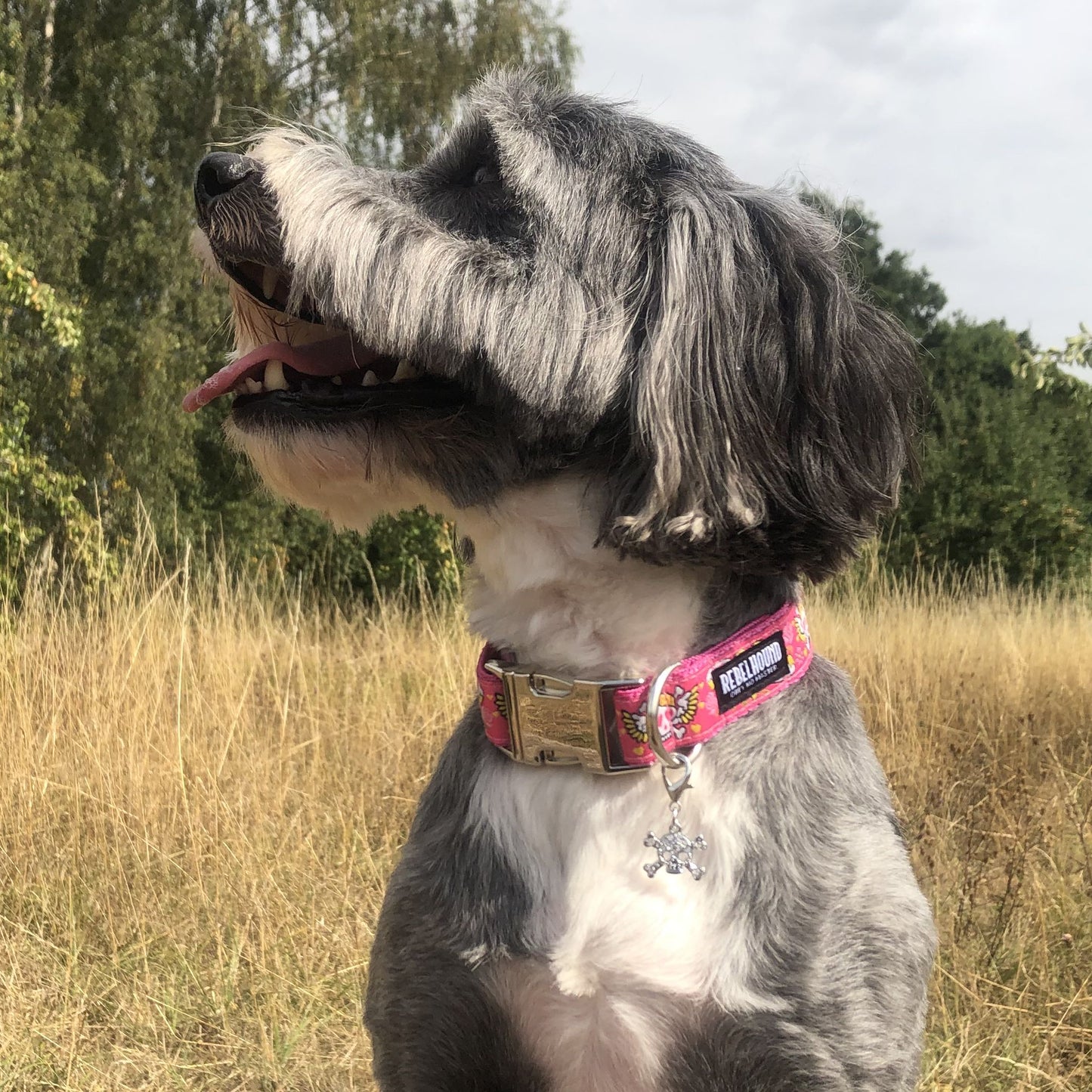 TATTOO Pink Skulls and Hearts Dog Collar