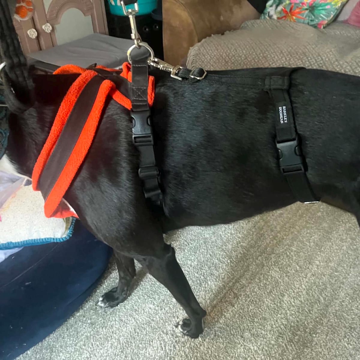 No Escape Dog Harness Attachment