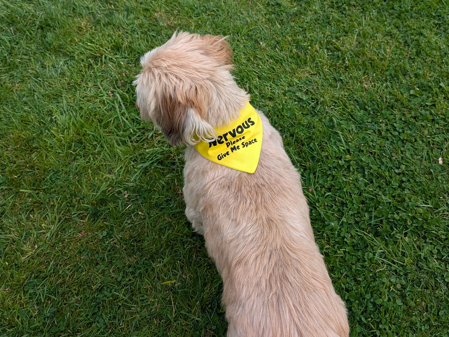 Nervous Please Give Me Space Dog Bandana