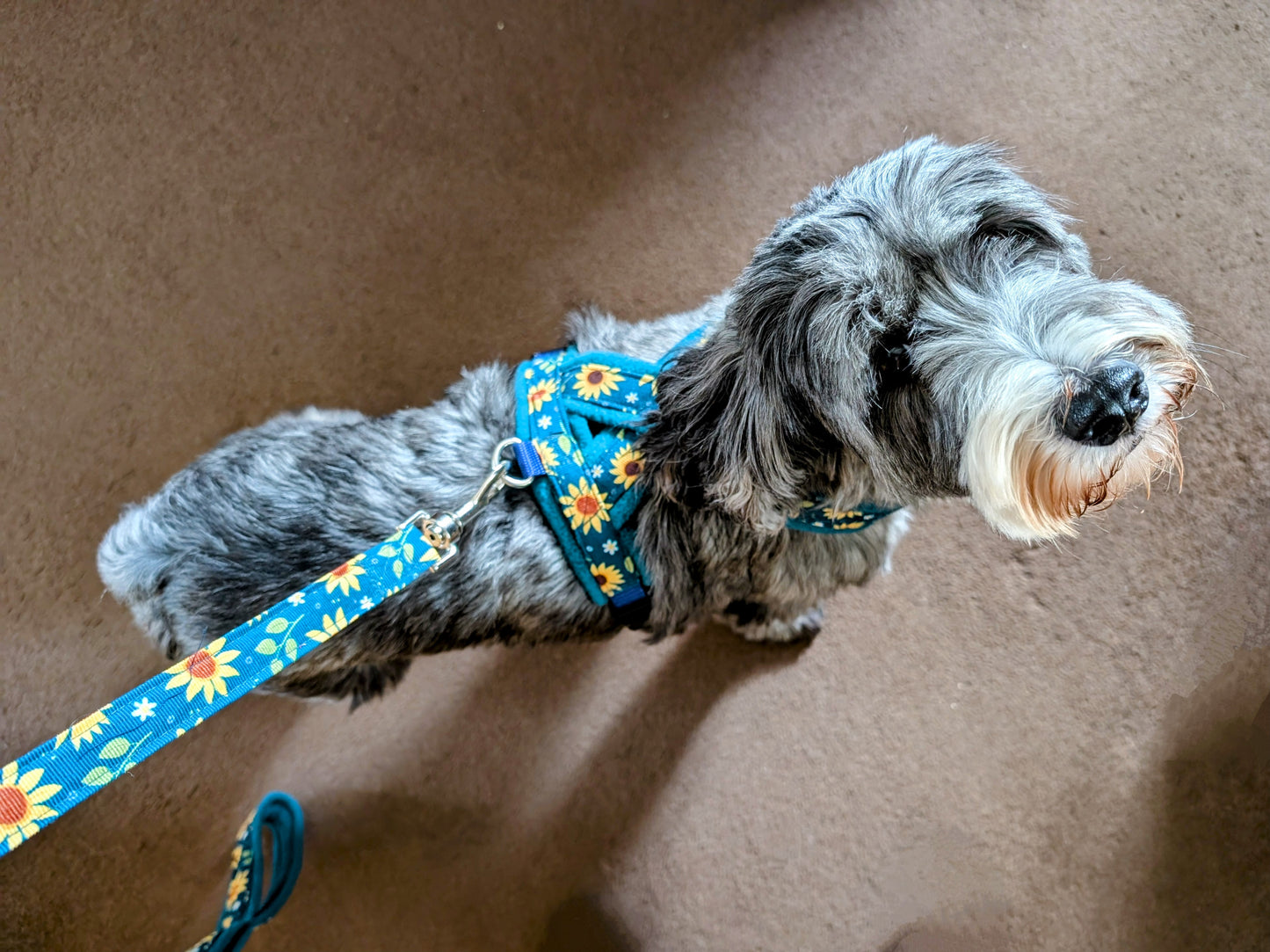 Sunflowers Fleece Lined Dog Harness