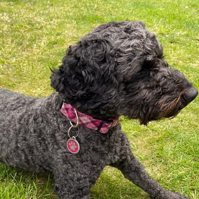 Pink Check Fleece Lined Dog Collar on Dog