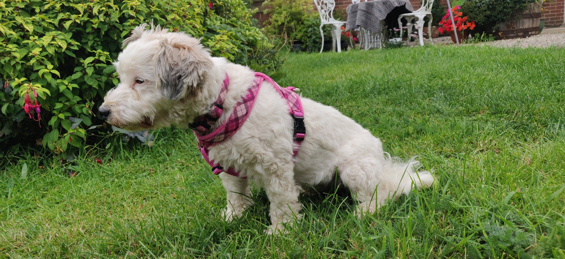 Pink Check Fleece Lined Dog Harness on Peggy the Dog