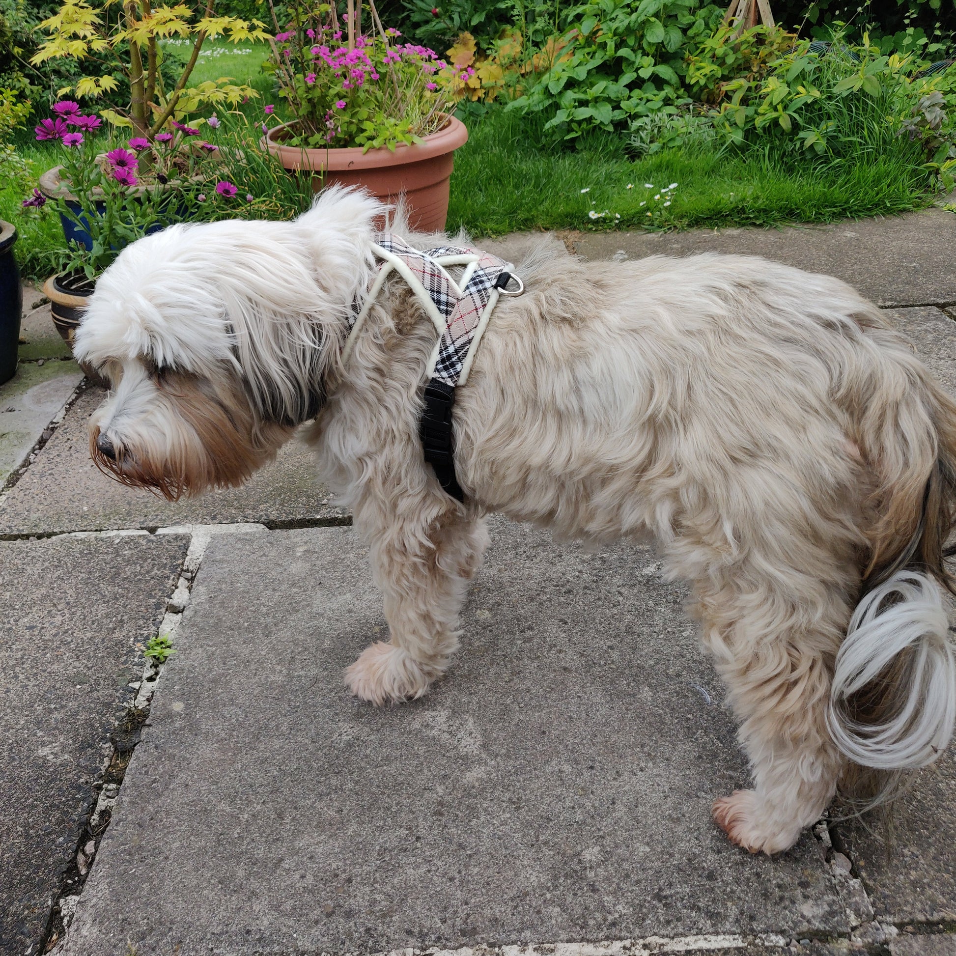 Camel Check Fleece Lined Dog Harness on Paisley