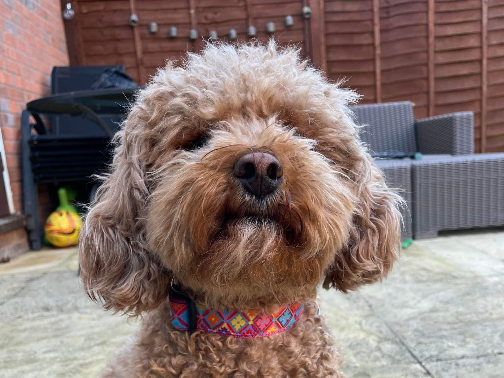 Pink, Orange and Blue Dog Collar On Brown Dog