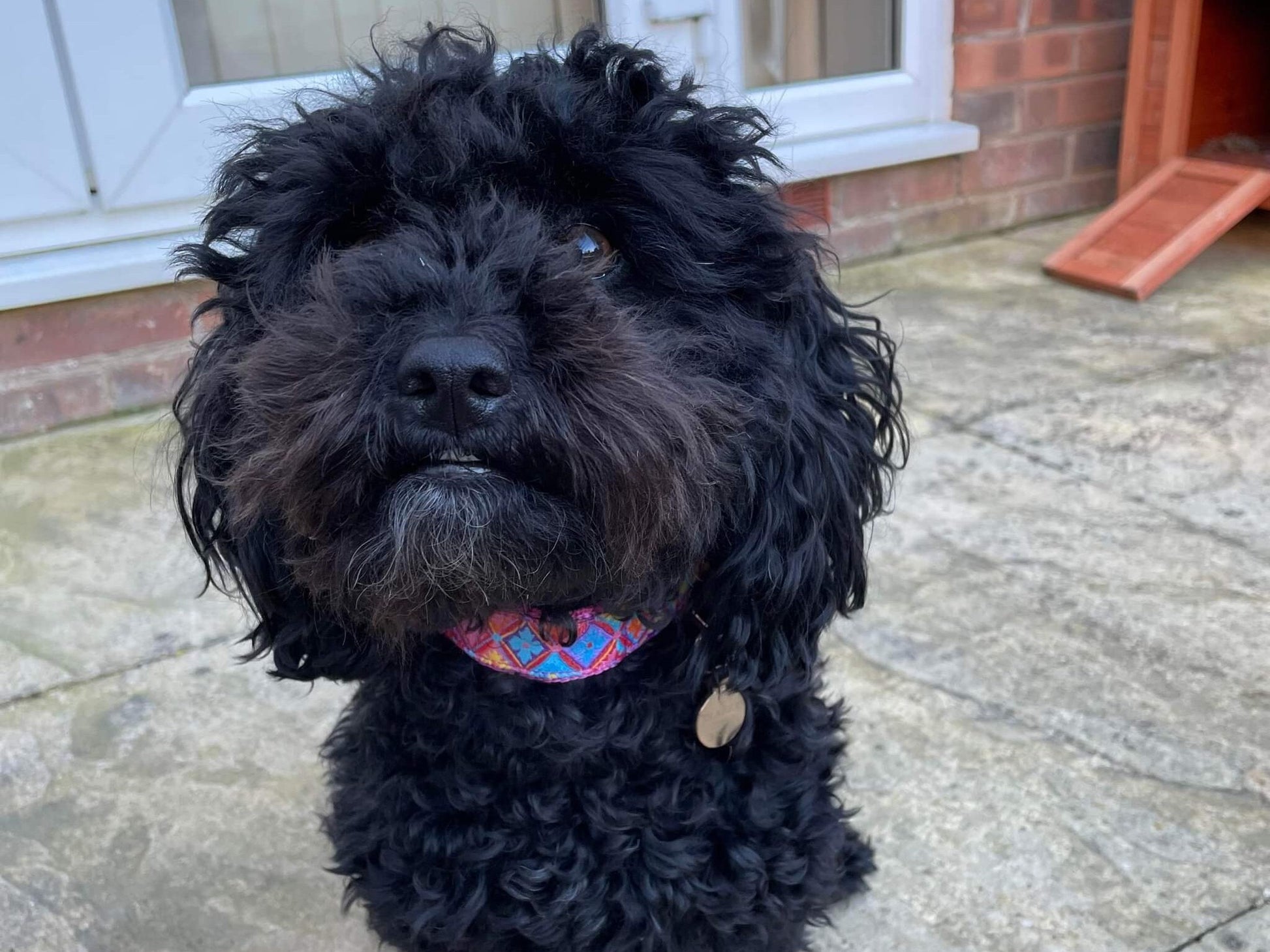 Pink, Orange and Blue Dog Collar on Black Dog